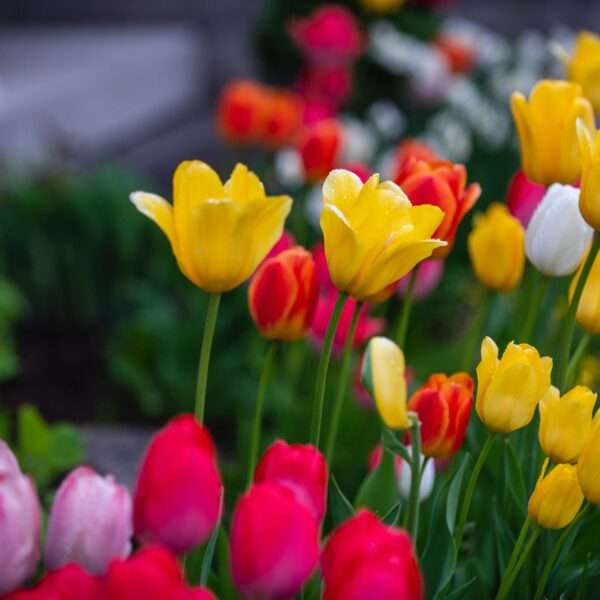 tulip garden srinagar kashmir