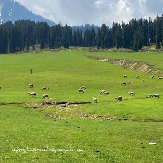 Doodhpathri Meadows