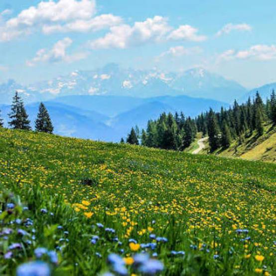 Yusmarg Meadows