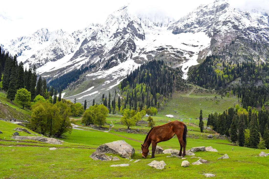 Srinagar Kashmir